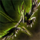 Zhaitan's Wing.png