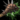 Ettin Club (consumable).png