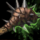 Ettin Club (consumable).png