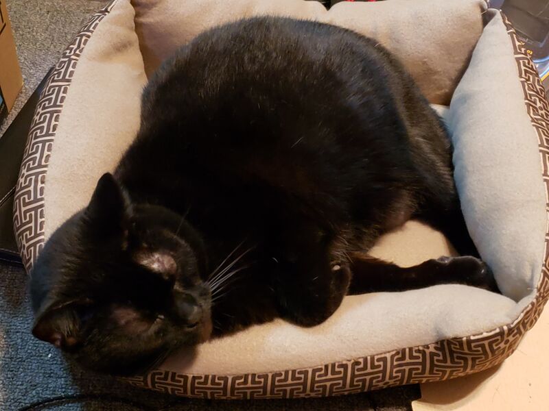 File:ExtraLife Cat Raspberry.jpg