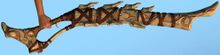 Leviathan Bone Rifle.jpg