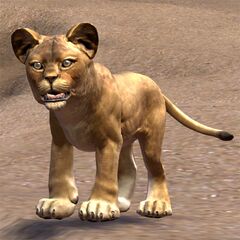 Sand Lion Cub.jpg