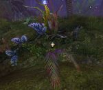 Tend to the bright fern gwyl ring. location.jpg