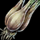 Shallot.png