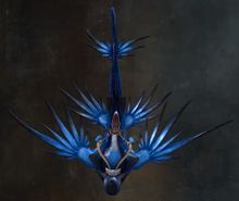 Open Ocean Glaucus 2.jpg