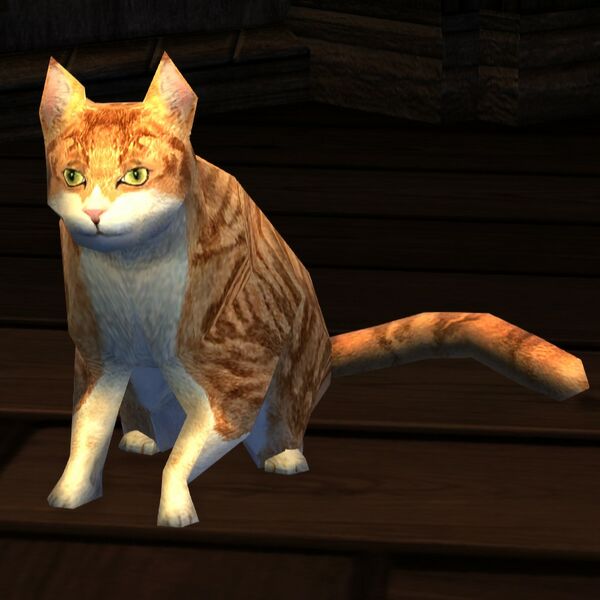 File:Prop cat (ginger).jpg