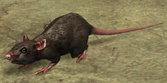 Rat.jpg