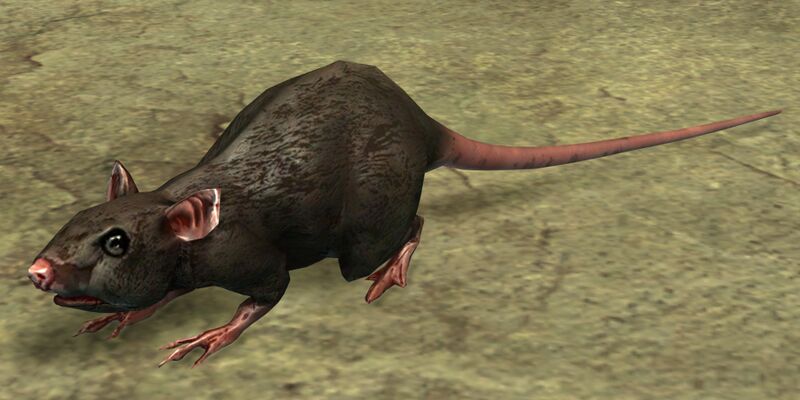 File:Rat.jpg