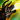 Rodgort.png