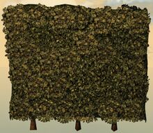 Hedge front.jpg