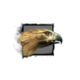 Juvenile Hawk.png