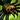 Mini Eelob Poisonfang.png