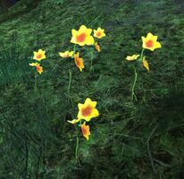 Unidentified Plant (yellow).jpg