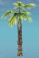 Palm Tree.jpg