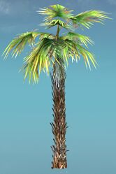 Palm Tree.jpg