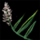 Piece of Kelp.png