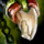 Cracked Fang Necklace.png