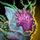 Deep-Sea Journeykin Warclaw.png
