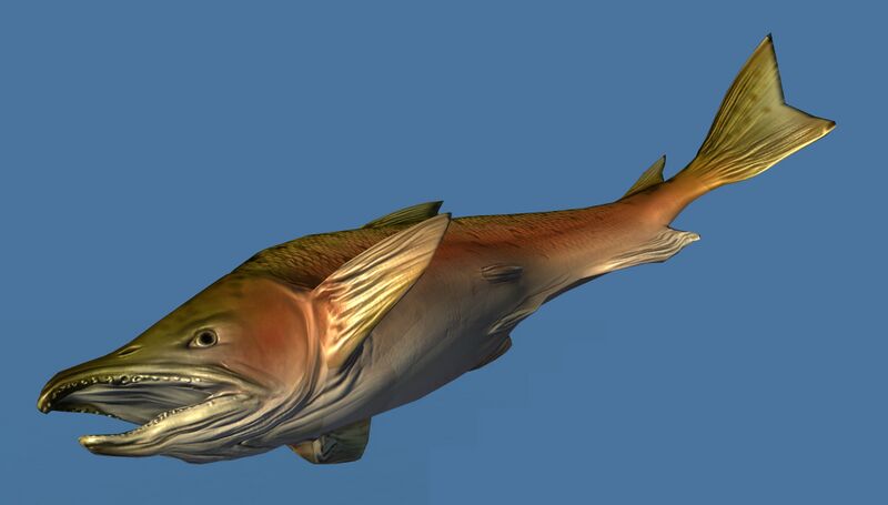 File:Mini Janthiri Floppy Fish.jpg