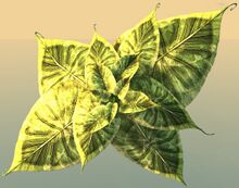 Potted Broad Paddlefrond top.jpg