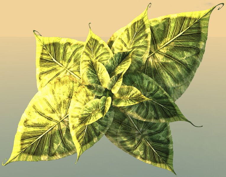 File:Potted Broad Paddlefrond top.jpg