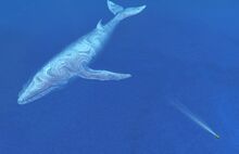 Whale Hologram.jpg