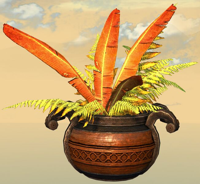 File:Potted Gold Fern front.jpg
