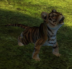 Halkor.jpg