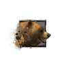 Brown Bear