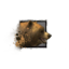 Juvenile Brown Bear.png