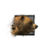 Juvenile Brown Bear.png