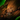 Reef Drake Broodmother Scale.png