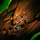 Reef Drake Broodmother Scale.png