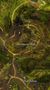 Auric Basin chests Mossheart Walk 1.jpg