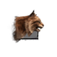 Juvenile Lynx.png