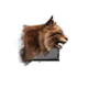Juvenile Lynx.png