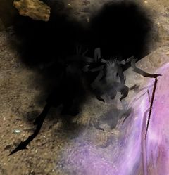 Malformed Shadow.jpg