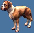 Mini Adventure Boxer.jpg