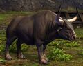 Year of the Ox