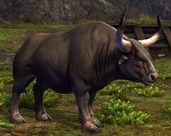 Bull.jpg