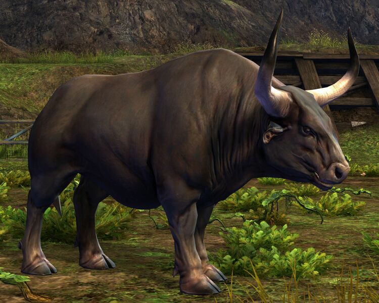 File:Bull.jpg
