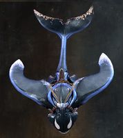 Oceanic Broadtail 2.jpg
