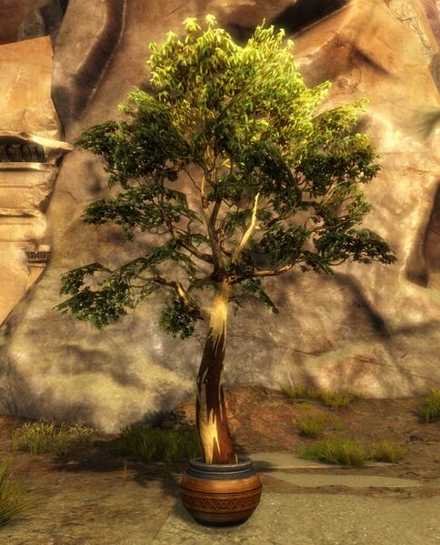File:Potted Tree.jpg