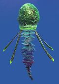 Rainbow Jellyfish.jpg