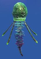 Rainbow Jellyfish.jpg