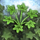 Tasty Herb.png
