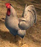 White Rooster.jpg