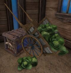 Cabbage (object).jpg