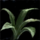 Torn Leaf.png