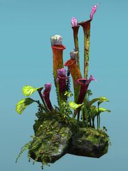 Island Pitcher Plant Patch.jpg